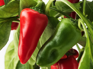 Fine mapping and candidate gene analysis of the up locus determining fruit orientation in pepper (Capsicum spp.)