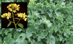 BnA1.CER4 and BnC1.CER4 are redundantly involved in branched primary alcohols in the cuticle wax of Brassica napus