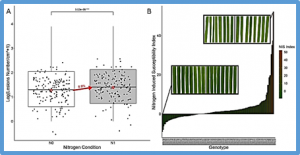 Genome-wide association of rice response to blast fungus identifies loci for robust resistance under high nitrogen