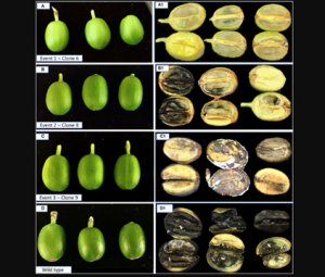 Coffea arabica L. Resistant to Coffee Berry Borer (Hypothenemus hampei) Mediated by Expression of the Bacillus thuringiensis Cry10Aa Protein