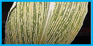 Maize streak virus research in Africa: an end or a crossroad
