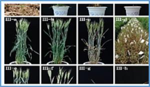 Fine mapping and distribution analysis of hybrid necrosis genes Ne1 and Ne2 in wheat in China