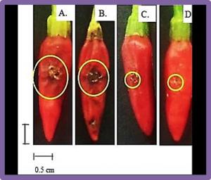 PepYLCIV and PepYLCAV resistance gene Pepy-2 encodes DFDGD-Class RNA-dependent RNA polymerase in Capsicum