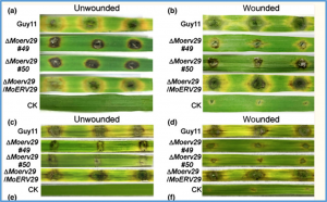 MoErv29 promotes apoplastic effector secretion contributing to virulence of the rice blast fungus Magnaporthe oryzae