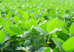 APHIS: GE Soybean and GE Chrysanthemum Unlikely to Pose Increased Plant Pest Risk