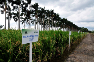 The importance of context in scaling innovations for low-emission food systems