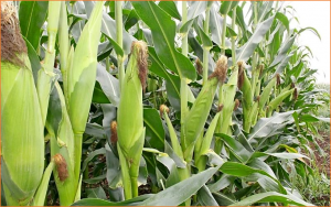Combined linkage mapping and association analysis uncovers candidate genes for 25 leaf-related traits across three environments in maize