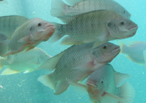 Full Reference Genome of Tilapia Offers Boost to Global Food Security