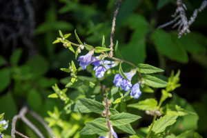 Plant`s Microevolutionary History Key to Anti-cancer Meds