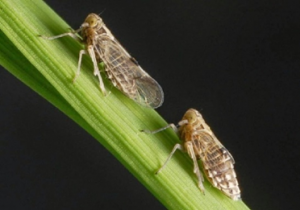 Effects of elevated CO 2 on resistant and susceptible rice cultivar and its primary host, brown planthopper (BPH), Nilaparvata lugens (St&aring;l)