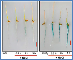 Nitrate-responsive OsMADS27 promotes salt tolerance in rice