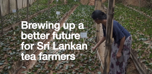 Brewing up a better future for Sri Lankan tea farmers