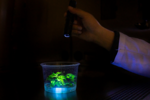 New Gene Stacking Method Speeds Up Genetic Transformation