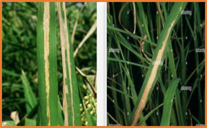 Phage combination alleviates bacterial leaf blight of rice ( Oryza sativa L.)