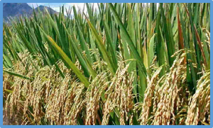 Molecular mechanisms and genetic improvement of low-phosphorus tolerance in rice