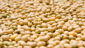 Researchers Uncover Single Enzyme Boosts Soybean Oil Production