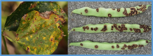 Fine mapping of a new common bean anthracnose resistance gene (Co-18) to the proximal end of Pv10 in Indian landrace KRC-5
