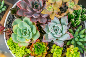 Technique Genetically Transforms Succulents Without Tissue Culture
