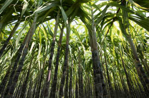 International Team of Scientists Cracks Sugarcane`s Complex Genetic Code