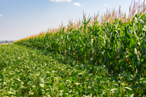 China Shows Progress in GM Crop Approvals and Plantings