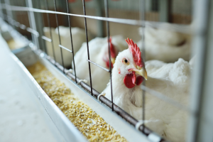 Grains Derived from GM Crops Show No Adverse Effects on Rat and Broiler Chicken Growth and Health