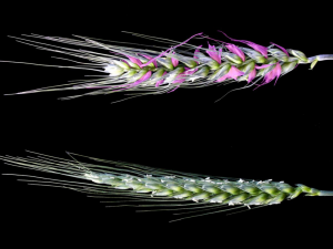 Scientists Pinpoint Gene That May Boost Wheat Yield