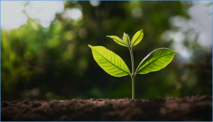 Critical Gene Boosts Zinc Tolerance of Plants