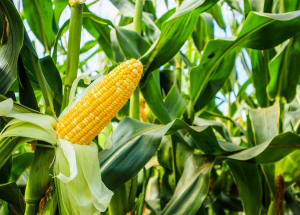 CRISPR Boosts the Starch Properties of Maize