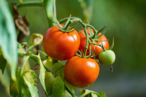 Researchers Investigate the Vegetative Growth of Tomato Through Gene Editing