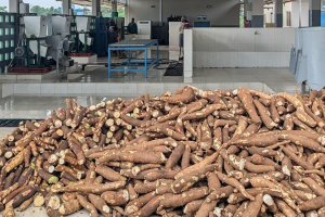 Can crop breeding fight food loss and waste?