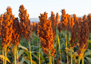 Scientists Reveal Key Genetic Mechanism that Improves Sorghum`s Drought Tolerance