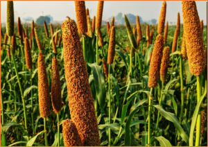 Genomic resources, opportunities, and prospects for accelerated improvement of millets