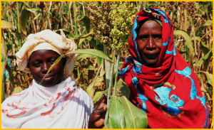 ICRISAT Open Field Day Showcases High-Yield Seeds and Climate-Resilient Innovations in Mali