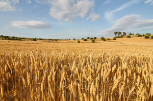 Gene-silencing Spray to Fight Fusarium Head Blight in Cereal Crops
