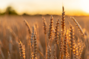 Key Wheat Genes Confer Resistance Against Powdery Mildew