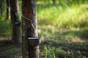 Rubber Growers Call for GM Rubber Approval to Address Price Slump and Pest Attacks