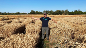 UC Davis Develops New Genetic Tool for Shorter Wheat
