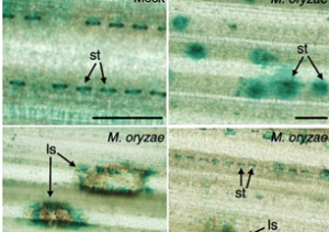 Osa-miR7695 enhances transcriptional priming in defense responses against the rice blast fungus.
