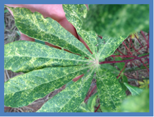 Genetic diversity and SNP`s from the chloroplast coding regions of virus-infected cassava.