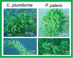 Genomic evidence for convergent evolution of gene clusters for momilactone biosynthesis in land plants