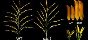 Improving yield-related traits by editing the promoter and distal regulatory region of heading date genes Ghd7 and PRR37 in elite rice variety Mei Xiang Zhan 2