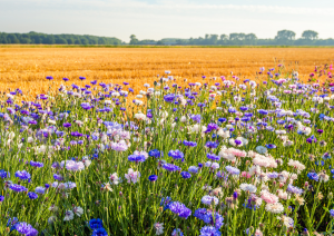 Study Reveals Most Countries Fail to Protect Nature in COVID-19 Recovery Plans