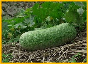 Fine mapping and identification of the candidate gene BFS for fruit shape in wax gourd (Benincasa hispida)