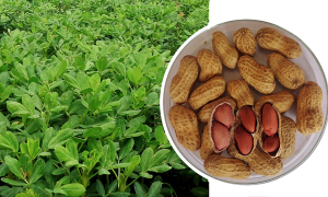 New Superior Groundnut Variety Developed by ICRISAT & BARI Released in Bangladesh