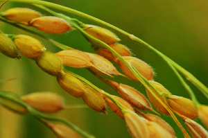 A frameshift mutation in JAZ10 resolves the growth versus defense dilemma in rice