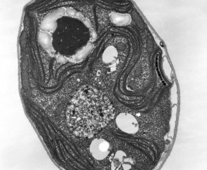 Scientists Find Missing Link in Algal Photosynthesis