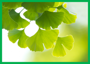 Research Sheds Light on Key Component of Plant Immune Systems