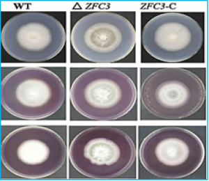 The C3HC type zinc-finger protein (ZFC3) interacting with Lon/MAP1 is important for mitochondrial gene regulation, infection hypha development and longevity of Magnaporthe oryzae.