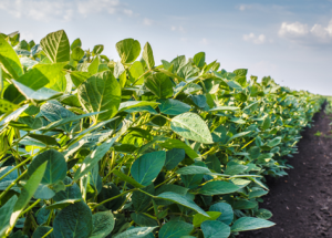 Experts Suggest Consideration of Familiarity for ERA of GM Soybeans in Japan
