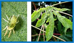 Identification of additional /novel QTL associated with resistance to cassava green mite in a biparental mapping population.